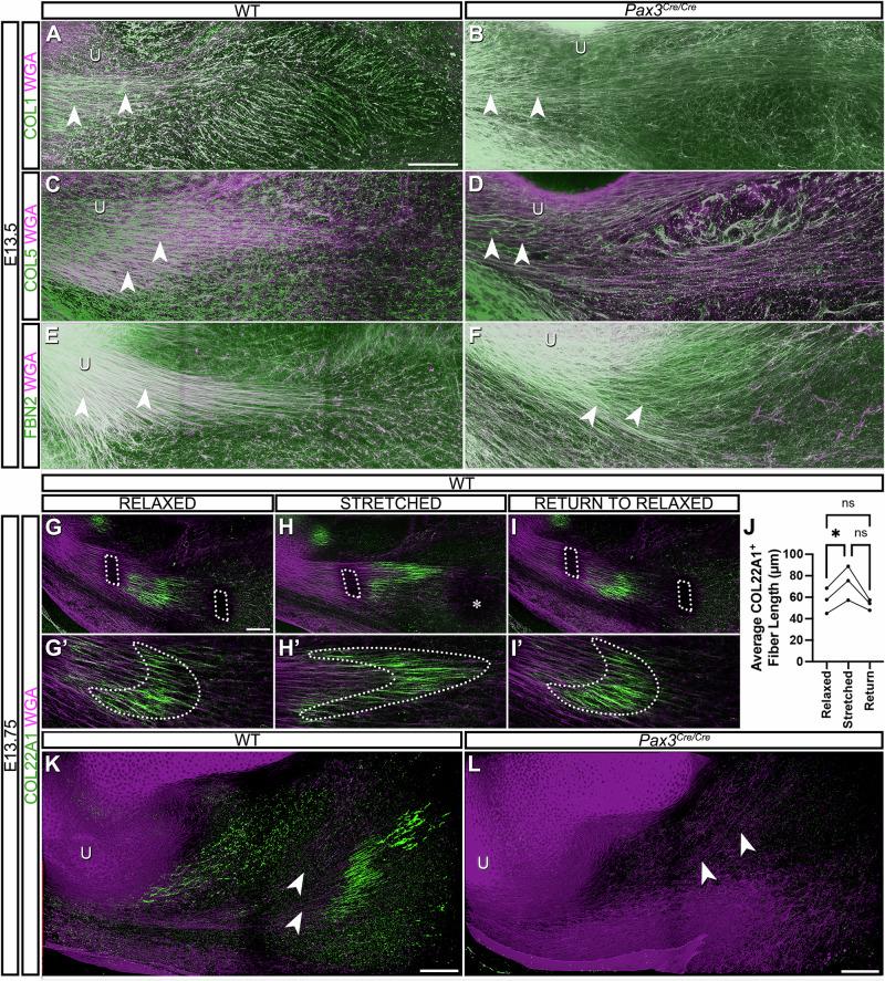 https://cdn.ncbi.nlm.nih.gov/pmc/blobs/c027/12343929/a8248dda042d/42003_2025_8653_Fig5_HTML.jpg