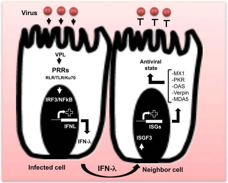 https://cdn.ncbi.nlm.nih.gov/pmc/blobs/c028/5156659/2f8b8fcd0fe3/fimmu-07-00598-g001.jpg