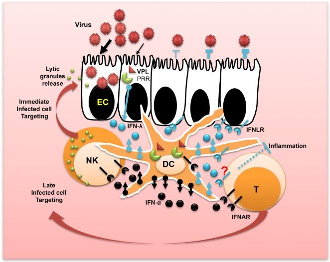 https://cdn.ncbi.nlm.nih.gov/pmc/blobs/c028/5156659/bd2fef043580/fimmu-07-00598-g002.jpg