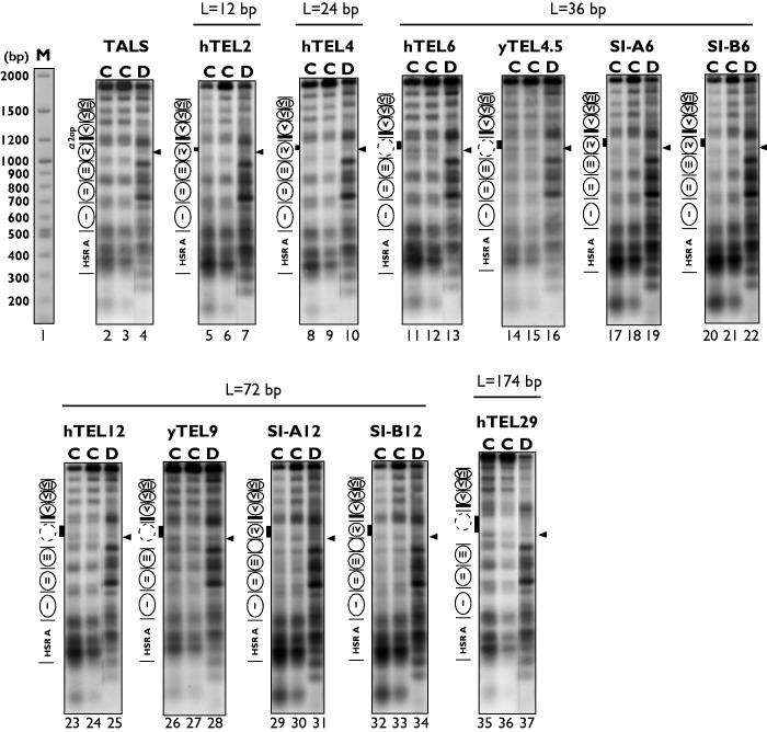 https://cdn.ncbi.nlm.nih.gov/pmc/blobs/c029/3919577/6279202d58ec/gkt1006f2p.jpg