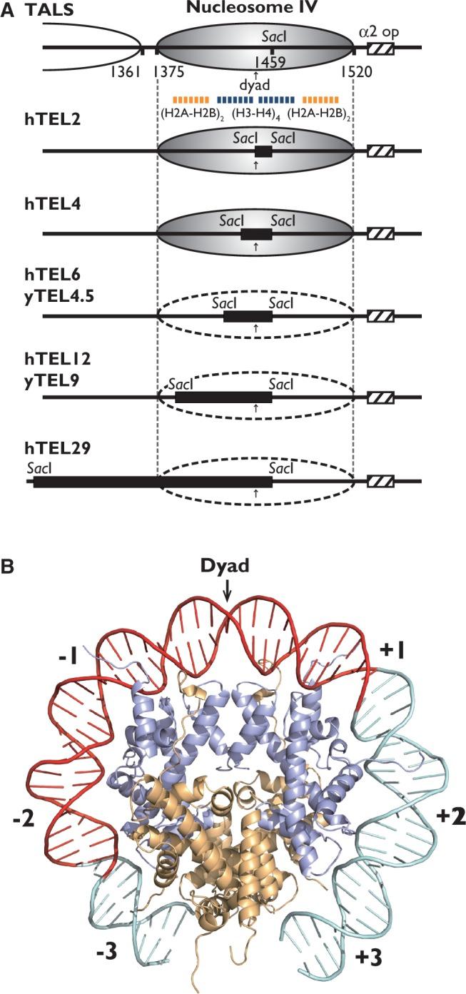 https://cdn.ncbi.nlm.nih.gov/pmc/blobs/c029/3919577/896e8f3308e7/gkt1006f5p.jpg
