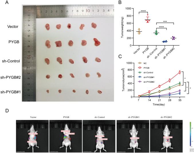 https://cdn.ncbi.nlm.nih.gov/pmc/blobs/c02c/10940407/4efe5ef50f9b/432_2024_5644_Fig10_HTML.jpg