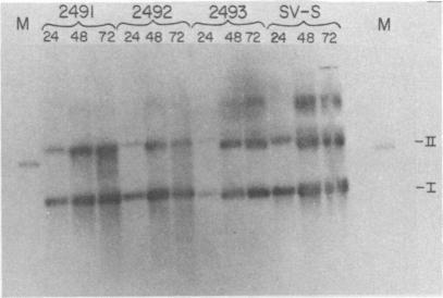 https://cdn.ncbi.nlm.nih.gov/pmc/blobs/c02d/256152/81d127f594a5/jvirol00155-0137-a.jpg