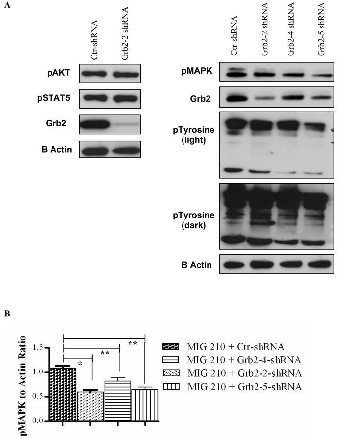 https://cdn.ncbi.nlm.nih.gov/pmc/blobs/c033/3036781/193c4c7fa57e/nihms237285f5.jpg