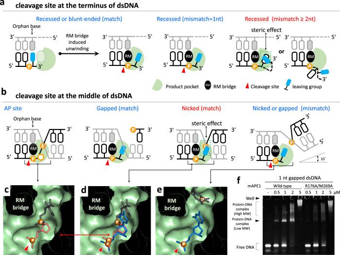 https://cdn.ncbi.nlm.nih.gov/pmc/blobs/c035/7841161/5aa819ed07cf/41467_2020_20853_Fig7_HTML.jpg