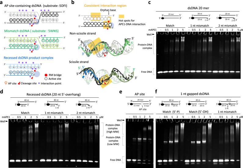 https://cdn.ncbi.nlm.nih.gov/pmc/blobs/c035/7841161/72c8052dc088/41467_2020_20853_Fig6_HTML.jpg