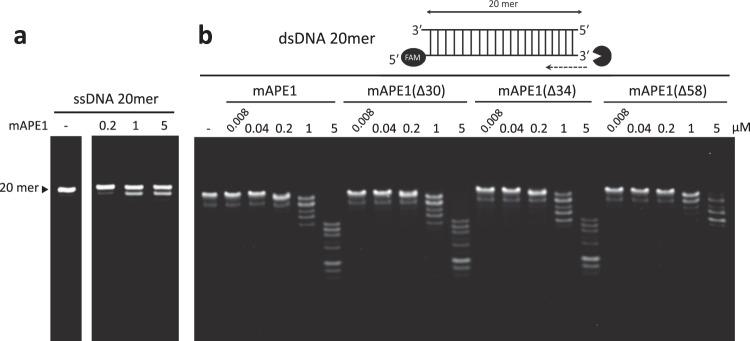 https://cdn.ncbi.nlm.nih.gov/pmc/blobs/c035/7841161/caaea8477d9c/41467_2020_20853_Fig1_HTML.jpg