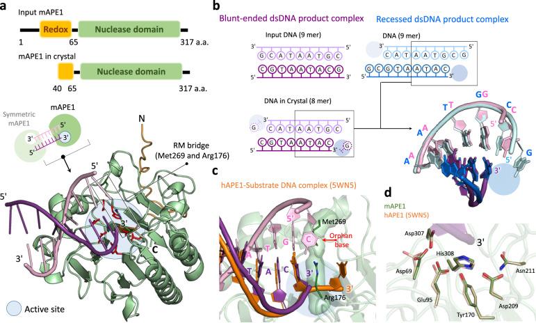 https://cdn.ncbi.nlm.nih.gov/pmc/blobs/c035/7841161/ece7c377804e/41467_2020_20853_Fig4_HTML.jpg