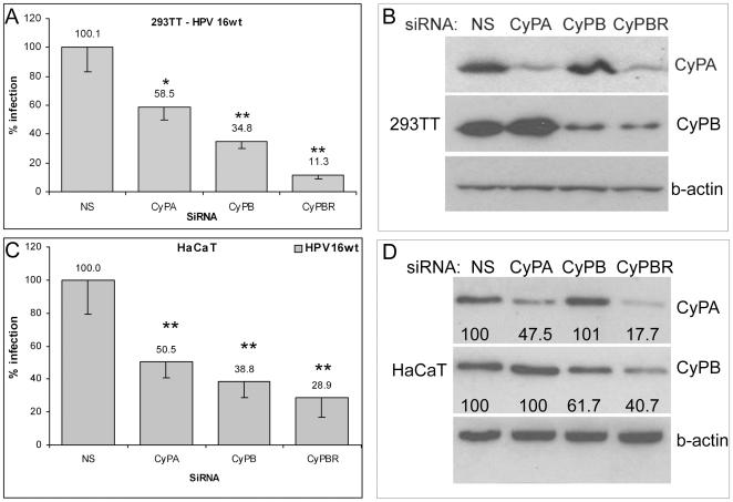 https://cdn.ncbi.nlm.nih.gov/pmc/blobs/c038/2709439/62a13b2a10f0/ppat.1000524.g002.jpg