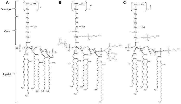 https://cdn.ncbi.nlm.nih.gov/pmc/blobs/c03d/3499468/336da76f58a3/pone.0049588.g001.jpg