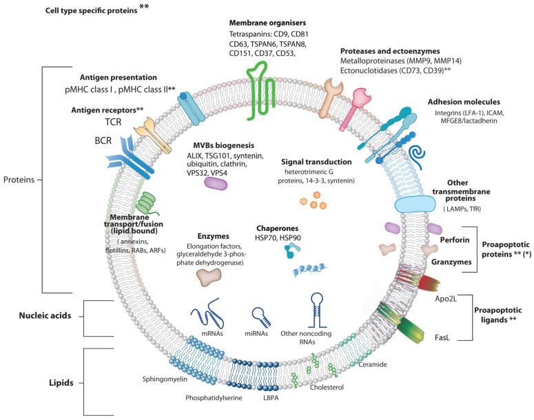 https://cdn.ncbi.nlm.nih.gov/pmc/blobs/c040/8909086/58a7a6cb65b8/cells-11-00790-g002.jpg