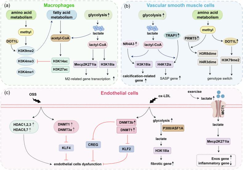https://cdn.ncbi.nlm.nih.gov/pmc/blobs/c041/11920384/34ac7563ebf5/41419_2025_7525_Fig5_HTML.jpg