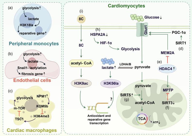 https://cdn.ncbi.nlm.nih.gov/pmc/blobs/c041/11920384/99f6317a6550/41419_2025_7525_Fig4_HTML.jpg