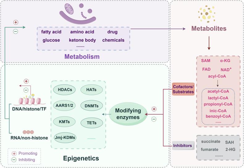 https://cdn.ncbi.nlm.nih.gov/pmc/blobs/c041/11920384/a2b98148e165/41419_2025_7525_Fig1_HTML.jpg