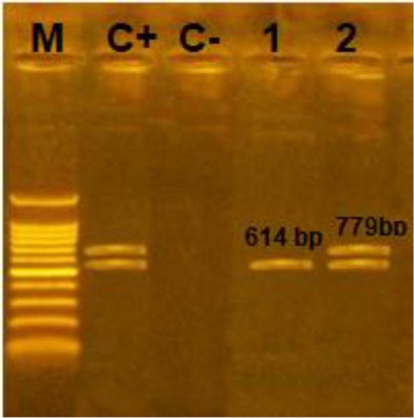 https://cdn.ncbi.nlm.nih.gov/pmc/blobs/c045/10176883/9546a5aedef9/12866_2023_2873_Fig3_HTML.jpg