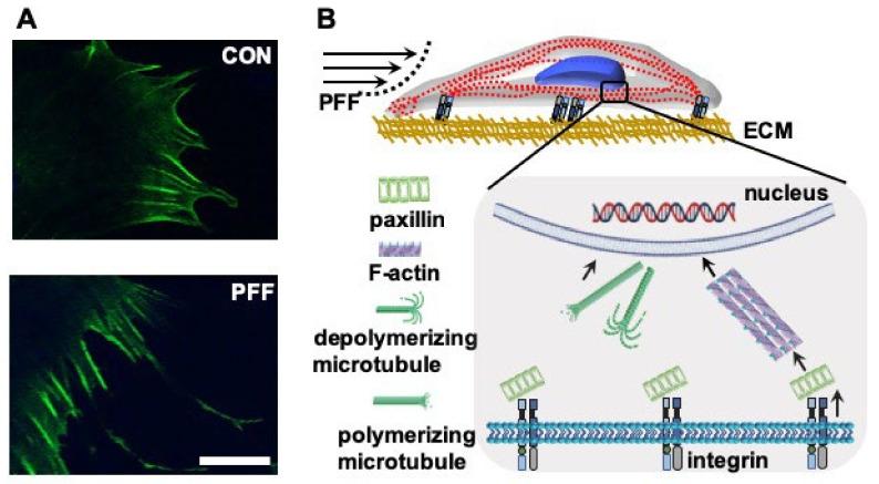 https://cdn.ncbi.nlm.nih.gov/pmc/blobs/c045/7664694/d94208f01020/ijms-21-08361-g007.jpg