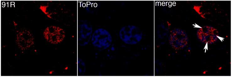 https://cdn.ncbi.nlm.nih.gov/pmc/blobs/c04a/6466111/769b43fb4e3b/viruses-11-00276-g002.jpg