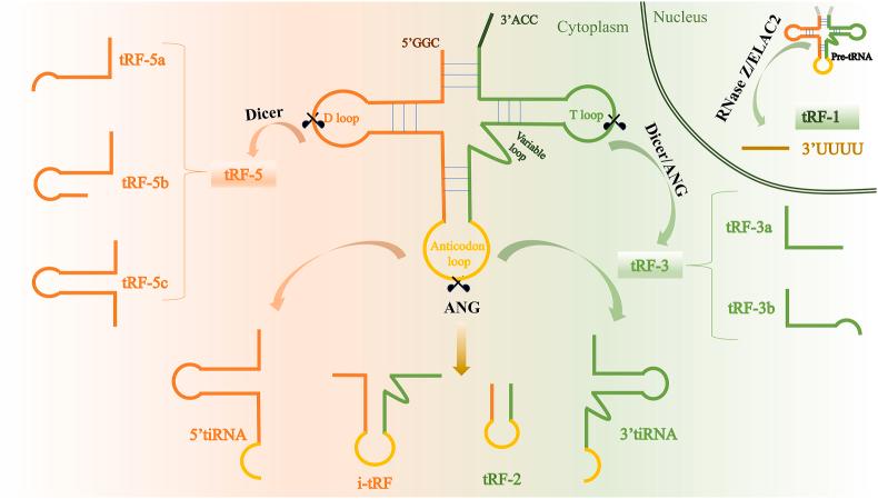 https://cdn.ncbi.nlm.nih.gov/pmc/blobs/c04f/12005926/563afaf5e3dd/gr1.jpg