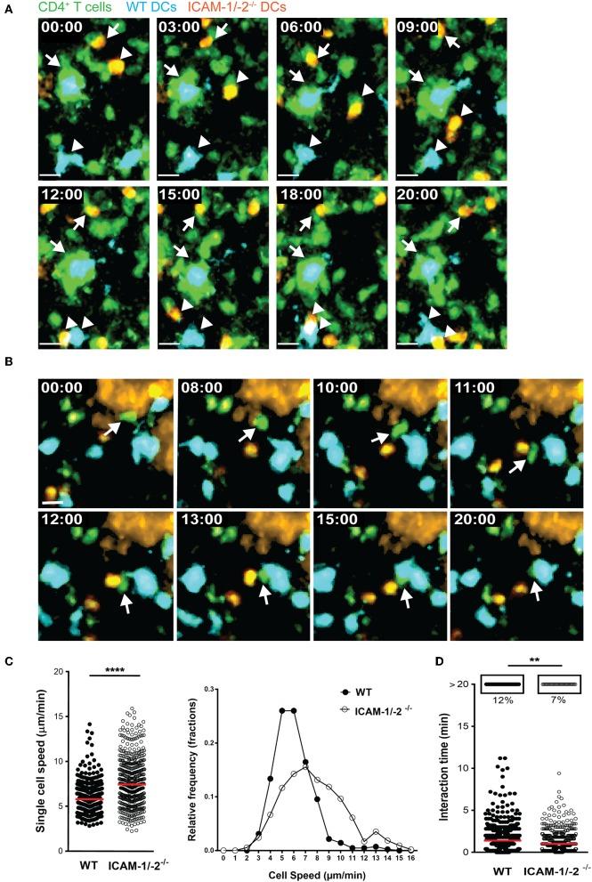 https://cdn.ncbi.nlm.nih.gov/pmc/blobs/c05a/6970977/6d1b6c949bb6/fimmu-10-03056-g0001.jpg