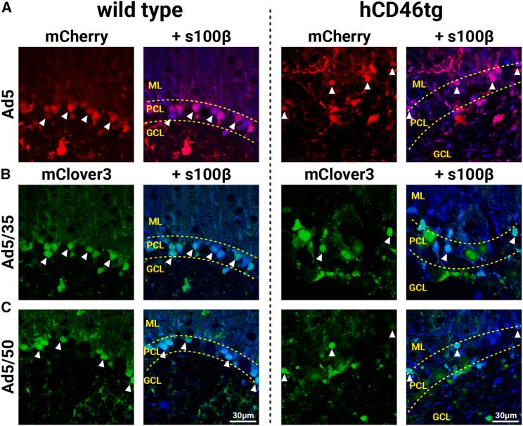 https://cdn.ncbi.nlm.nih.gov/pmc/blobs/c061/11007541/1fbd518904cc/gr6.jpg