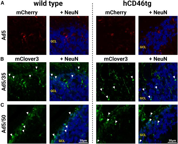https://cdn.ncbi.nlm.nih.gov/pmc/blobs/c061/11007541/2b6bff8aba41/gr7.jpg