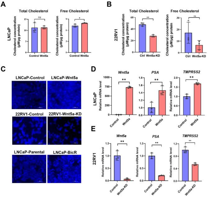 https://cdn.ncbi.nlm.nih.gov/pmc/blobs/c065/11921506/561c5262498d/12967_2025_6322_Fig6_HTML.jpg