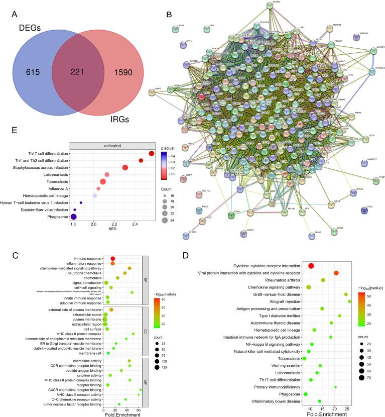 https://cdn.ncbi.nlm.nih.gov/pmc/blobs/c066/11625786/6e23ec686079/fimmu-15-1423194-g005.jpg