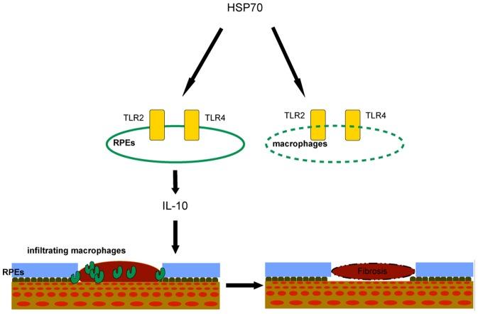 https://cdn.ncbi.nlm.nih.gov/pmc/blobs/c068/3869650/7359eb5a4b36/pone.0080288.g008.jpg