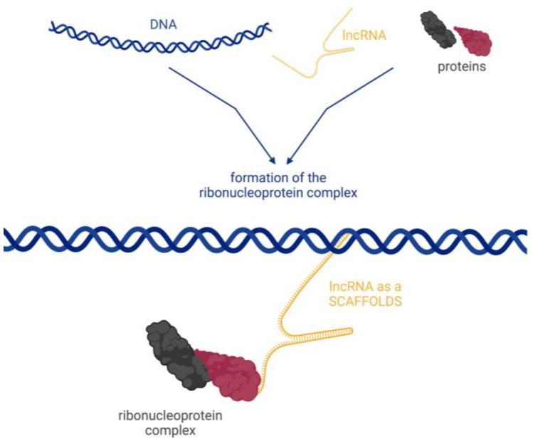 https://cdn.ncbi.nlm.nih.gov/pmc/blobs/c069/11117901/866bfac6742e/biomedicines-12-00932-g005.jpg