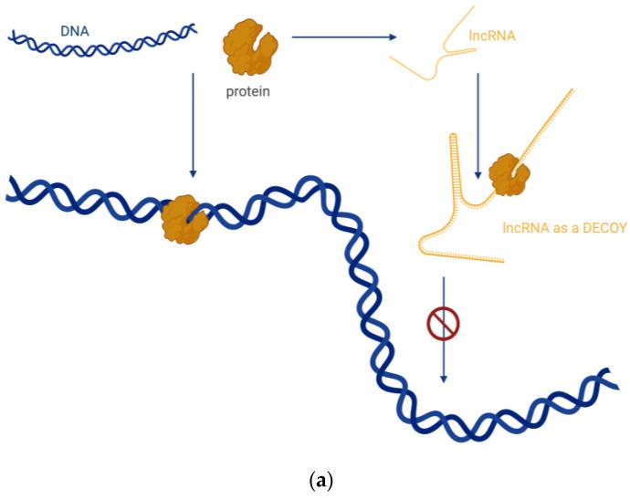 https://cdn.ncbi.nlm.nih.gov/pmc/blobs/c069/11117901/fb581ee88d30/biomedicines-12-00932-g003a.jpg