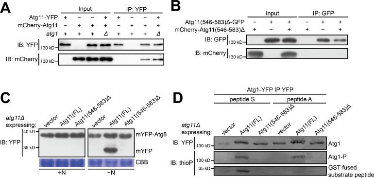 https://cdn.ncbi.nlm.nih.gov/pmc/blobs/c06b/7511232/31d6e3e6cc70/elife-58073-fig3-figsupp1.jpg