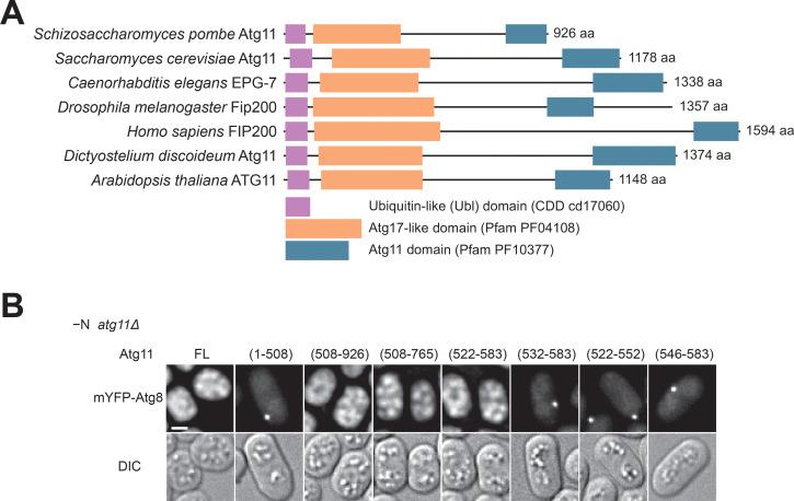 https://cdn.ncbi.nlm.nih.gov/pmc/blobs/c06b/7511232/448600b3b19e/elife-58073-fig1-figsupp2.jpg