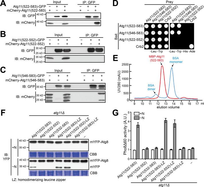 https://cdn.ncbi.nlm.nih.gov/pmc/blobs/c06b/7511232/5fc22f1bbb4b/elife-58073-fig3.jpg