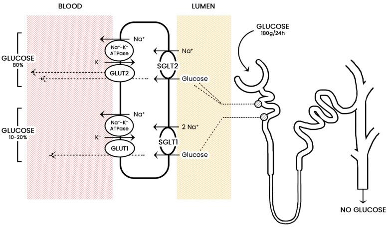 https://cdn.ncbi.nlm.nih.gov/pmc/blobs/c06e/8952302/8879303195bf/jcm-11-01470-g001.jpg