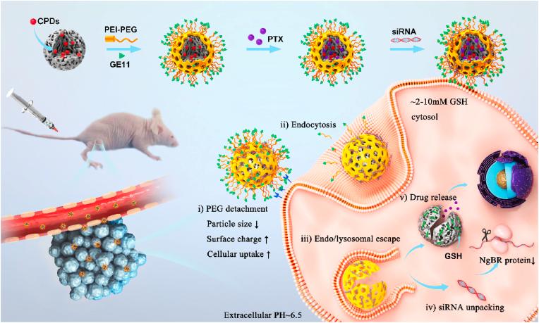 https://cdn.ncbi.nlm.nih.gov/pmc/blobs/c06e/8956824/5ffed0176944/sc1.jpg