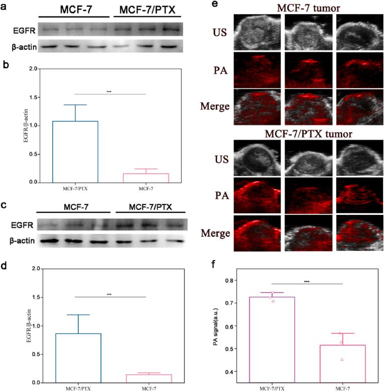 https://cdn.ncbi.nlm.nih.gov/pmc/blobs/c06e/8956824/72dd1a698d84/gr7.jpg