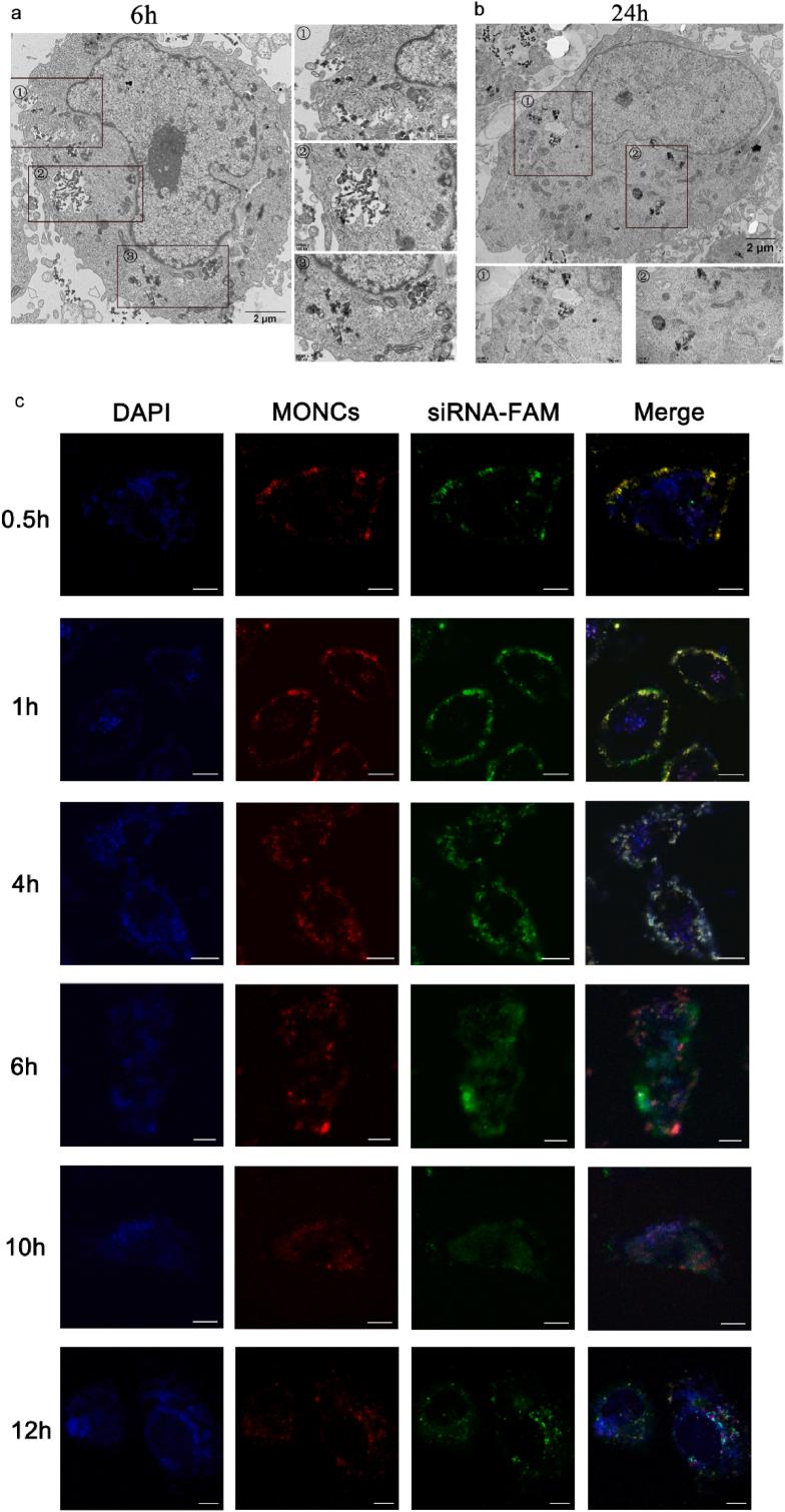 https://cdn.ncbi.nlm.nih.gov/pmc/blobs/c06e/8956824/8cd8a5a890a4/gr3.jpg