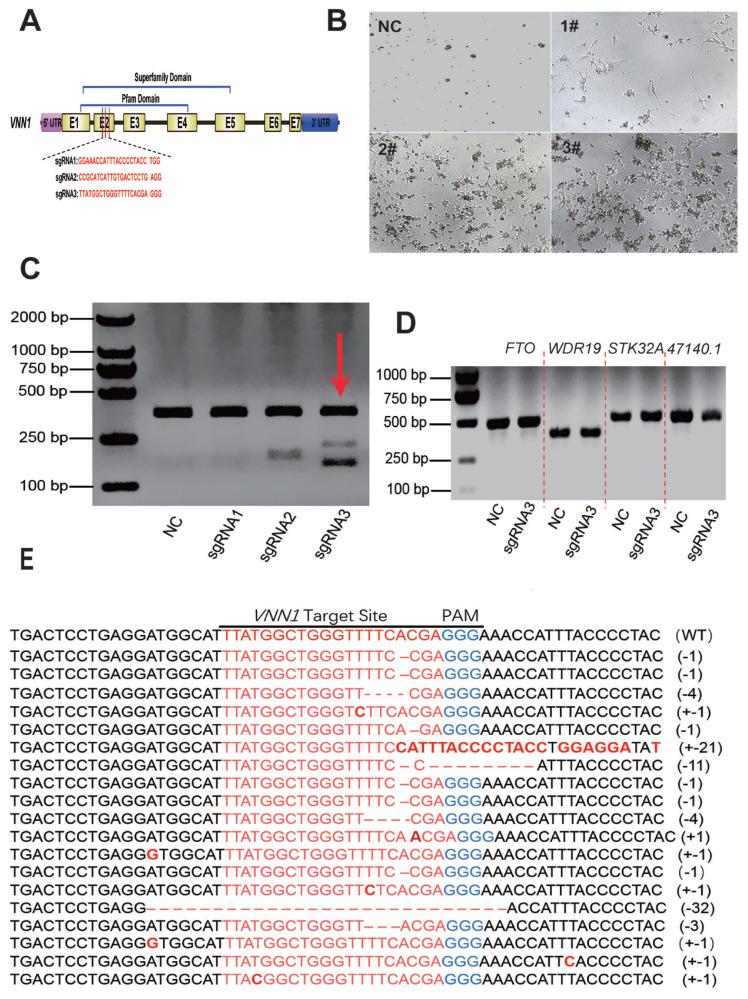 https://cdn.ncbi.nlm.nih.gov/pmc/blobs/c070/10915194/bb67cfde3749/ab-23-0162f2.jpg