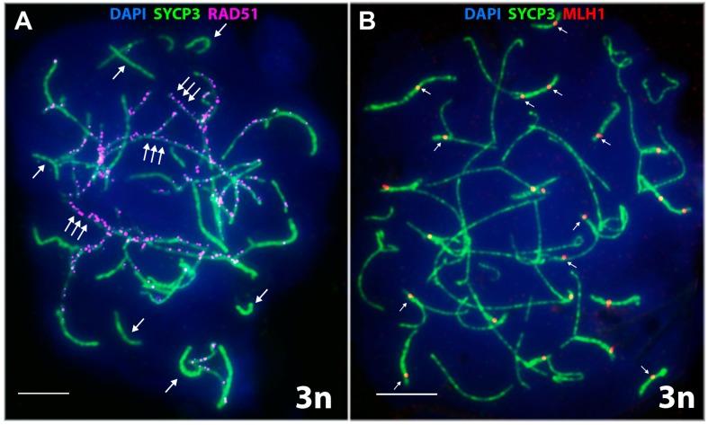 https://cdn.ncbi.nlm.nih.gov/pmc/blobs/c070/5485513/26e995ca952d/genes-08-00149-g004.jpg