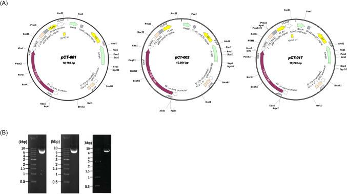 https://cdn.ncbi.nlm.nih.gov/pmc/blobs/c071/11303488/391d13407216/12275_2024_133_Fig2_HTML.jpg