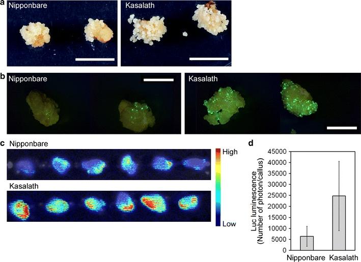 https://cdn.ncbi.nlm.nih.gov/pmc/blobs/c073/2978894/0573dbcadb30/299_2010_921_Fig3_HTML.jpg