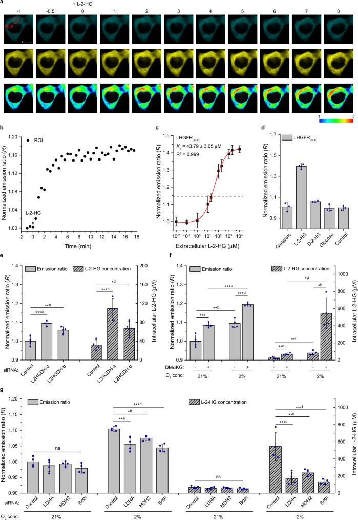 https://cdn.ncbi.nlm.nih.gov/pmc/blobs/c073/8206213/949edf1d4c16/41467_2021_23723_Fig6_HTML.jpg