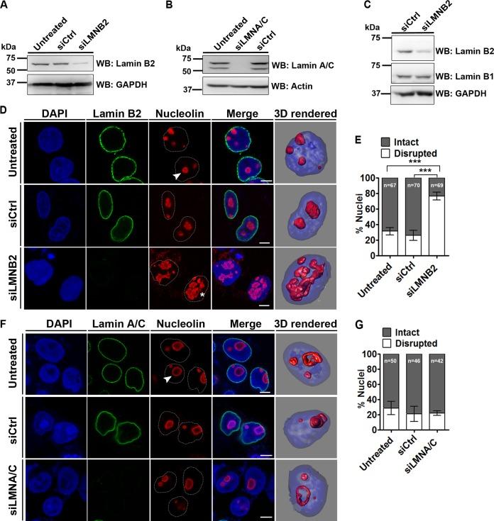 https://cdn.ncbi.nlm.nih.gov/pmc/blobs/c075/5705821/6de8ba00ed4a/zmb0241716650001.jpg