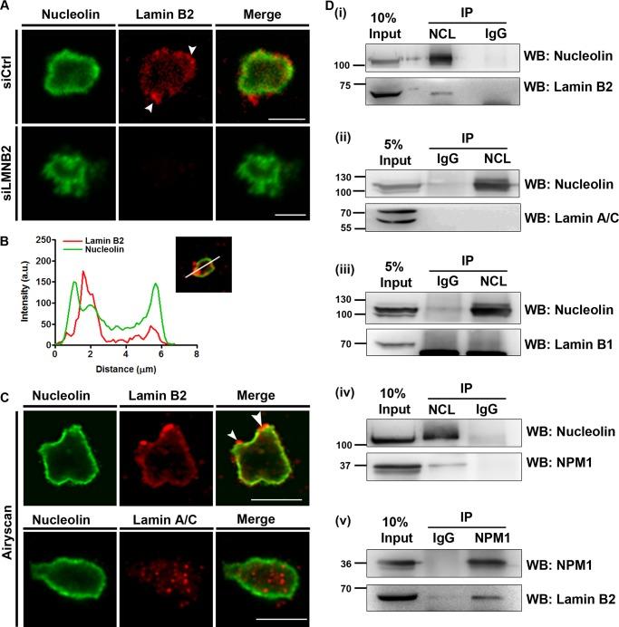 https://cdn.ncbi.nlm.nih.gov/pmc/blobs/c075/5705821/a480f09be2ab/zmb0241716650004.jpg