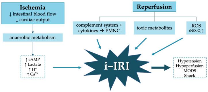https://cdn.ncbi.nlm.nih.gov/pmc/blobs/c077/8226848/7ba33e9cff89/antioxidants-10-00853-g001.jpg