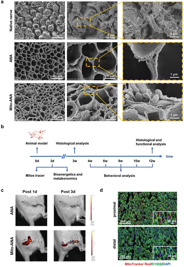 https://cdn.ncbi.nlm.nih.gov/pmc/blobs/c078/11468562/52fef99bff11/ADHM-13-2302128-g006.jpg