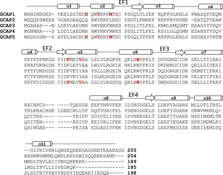 https://cdn.ncbi.nlm.nih.gov/pmc/blobs/c07a/9493048/9555cbd3c103/fnmol-15-988142-g002.jpg