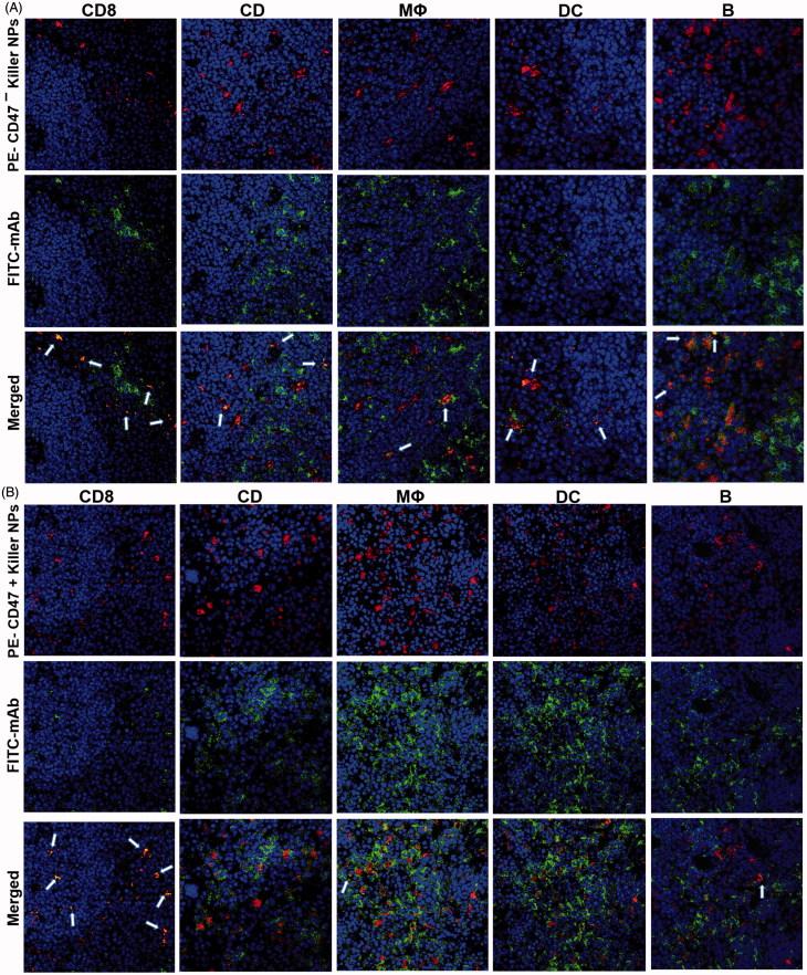 https://cdn.ncbi.nlm.nih.gov/pmc/blobs/c07c/6058602/73ccf903f791/IDRD_A_1447049_F0006_C.jpg