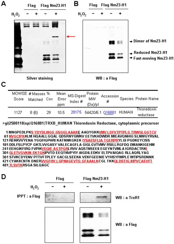 https://cdn.ncbi.nlm.nih.gov/pmc/blobs/c080/2776532/bc377e0df5eb/pone.0007949.g005.jpg