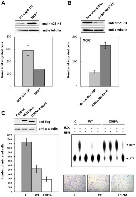 https://cdn.ncbi.nlm.nih.gov/pmc/blobs/c080/2776532/eabef96186aa/pone.0007949.g008.jpg